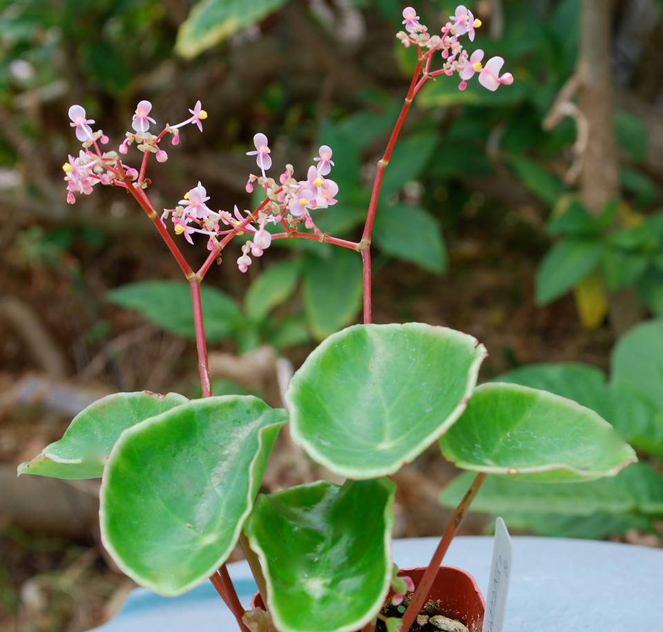 B. lyniceorum